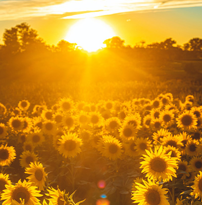 Compare To LOVE & SUNSHINE by BBW ®