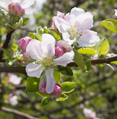 Compare to aroma APPLE BLOSSOM by Mill Creek ® F27919