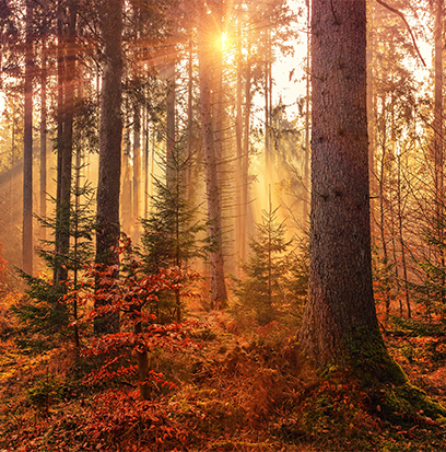 Compare to aroma AUTUMN by BBW ®