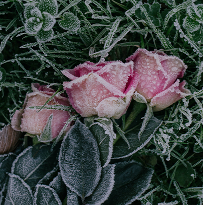 Compare to aroma WINTER ROSE by BBW ®