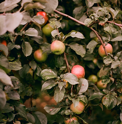 Compare to aroma FALL ORCHARD by AFI ®
