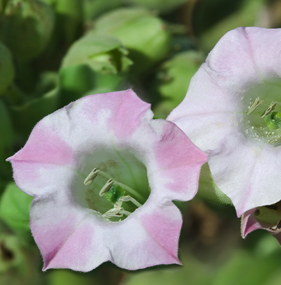 Compare To TOBACCO FLOWER by BBW ®
