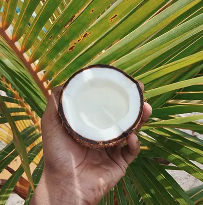 Compare to aroma COCOCABANA COCONUT by BBW ® F29567