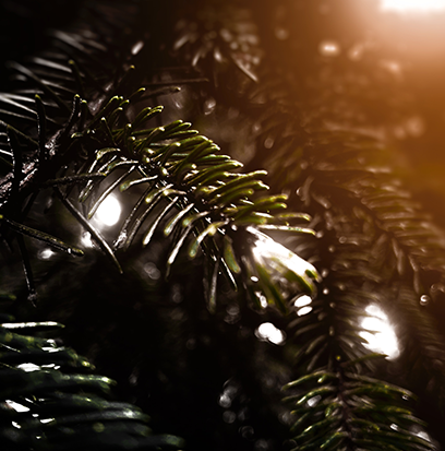 Fragrance