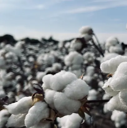 Compare to aroma COTTON PLANTATION by AFI ® F30059