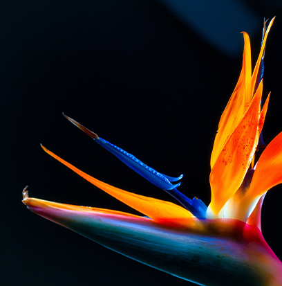 Fragrance