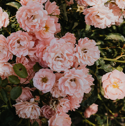 Compare To PEONY & BLUSH SUEDE by Jo Malone ®