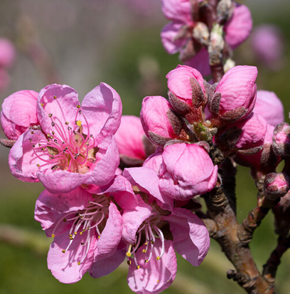 Compare to aroma NECTARINE BLOSSOM & HONEY (U) by Jo Malone ®