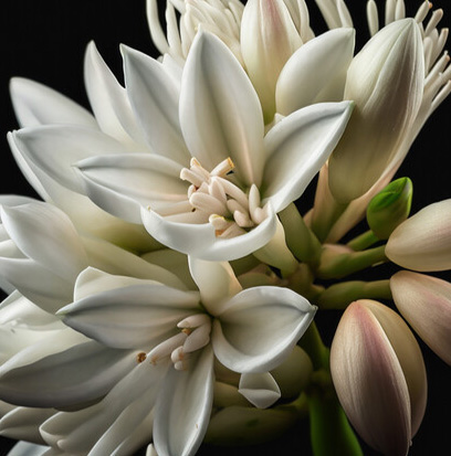 Fragrance