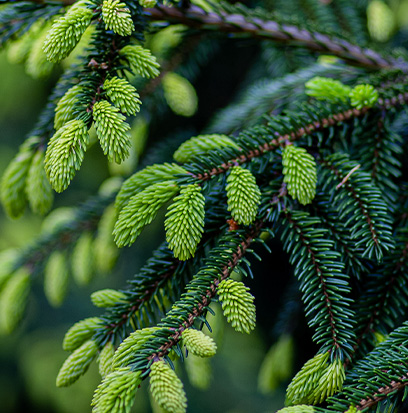 Compare to aroma BLUE SPRUCE by AFI ®