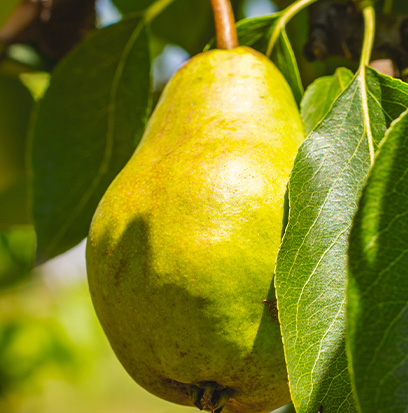 Compare to aroma BARTLETT PEAR by Peak Candle ®