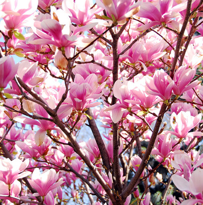 Compare to aroma BLACK RASPBERRY MAGNOLIA by AFI TOPSCENT