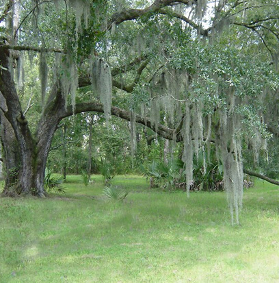 EGYPTIAN OAKMOSS