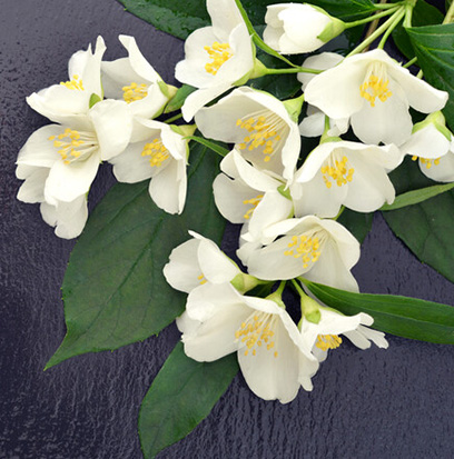 Fragrance