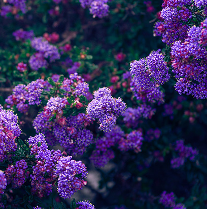 Fragrance