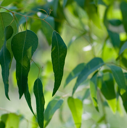 Compare To EUCALYPTUS RAIN by BBW ®