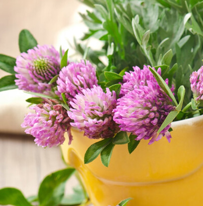 Compare to aroma ABSINTHE by Nature's Garden ®
