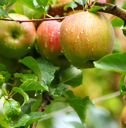 Compare to aroma APPLES & OAK by Nature's Garden ®
