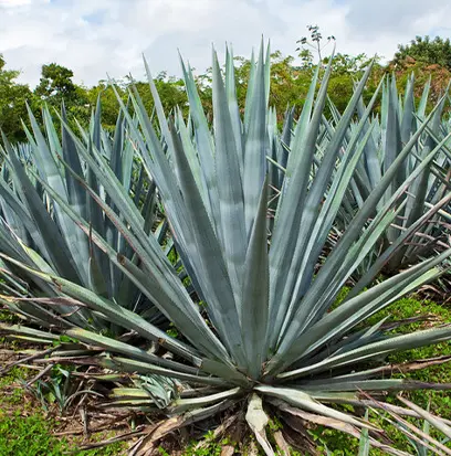 Compare to aroma BLUE AGAVE by BBW ® F32472
