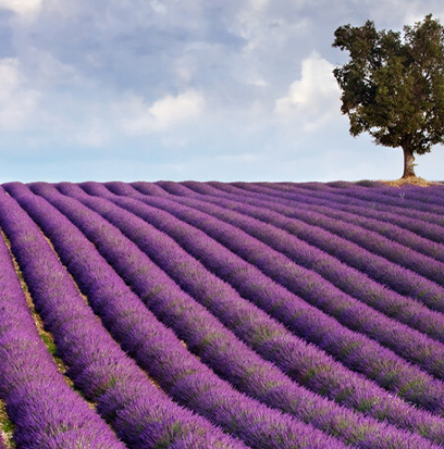 Compare to aroma LAVENDER by BBW ®