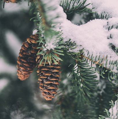 Compare aroma to WINTER WOODS by BBW ®
