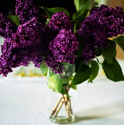 Compare to aroma FRESH CUT LILACS by White Barn ® F33983