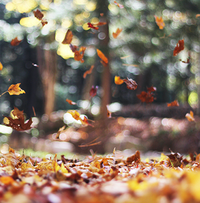 Compare to aroma THE PERFECT AUTUMN by White Barn ®
