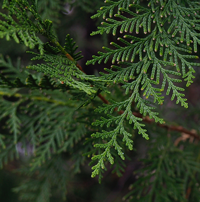 Compare to aroma CYPRESS by BBW ®