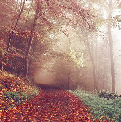 Compare to aroma AUTUMN WOODS by White Barn ®