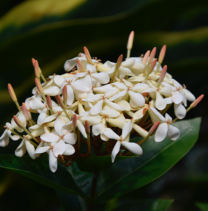 Compare to aroma WHITE JASMINE by BBW ®