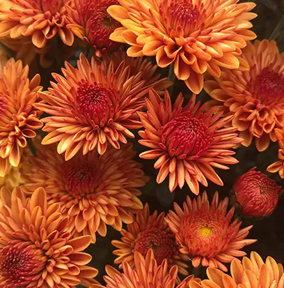Compare to aroma BRIGHT AUTUMN BLOOMS by BBW ® F38165