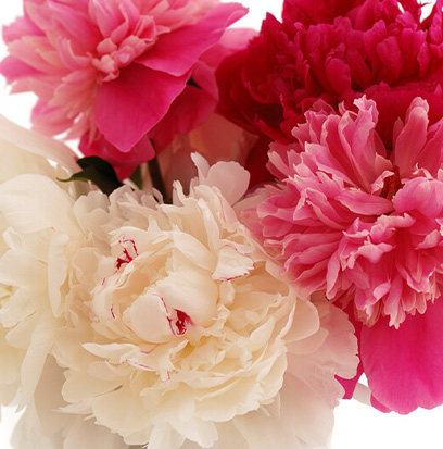 Fragrance