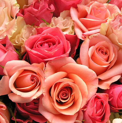Compare to aroma ROSE NOIR by Byredo ®