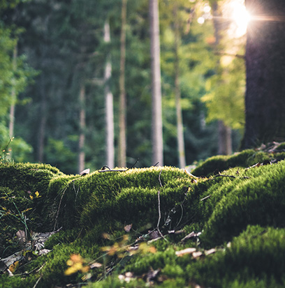 Compare to aroma MOSS & MIST by Greenleaf ®