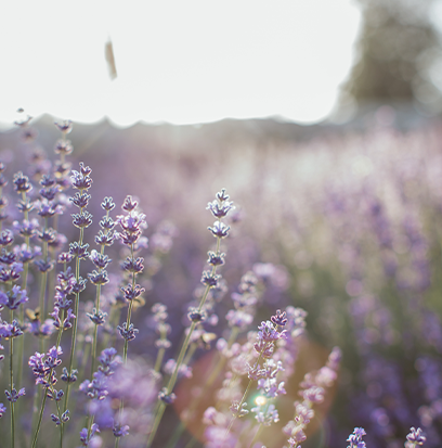 LAVENDER VANILLA