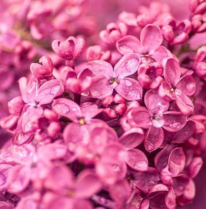 Compare to aroma PINK LILAC & VANILLA by BBW ®
