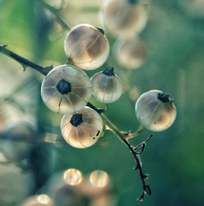 Compare to aroma SPARKLING CURRANT BUDS by AFI ®