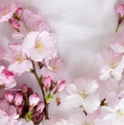 Compare to aroma CHERRY BLOSSOM BLISS by AFI ® F48038