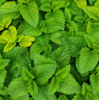 Compare to aroma MINTY FRESH by AFI ®