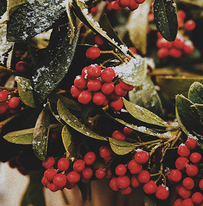 Compare to aroma UNDER THE MISTLETOE by AFI ®