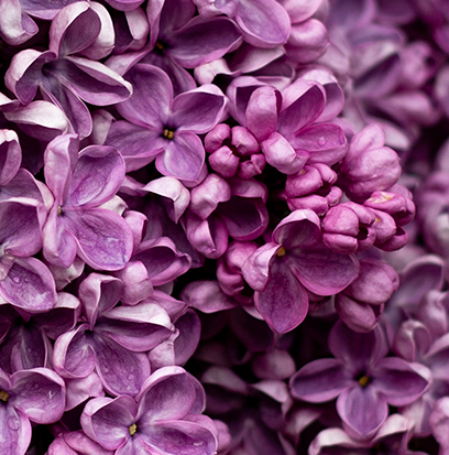 Compare to aroma ENGLISH LILAC BLOOMS by AFI ®