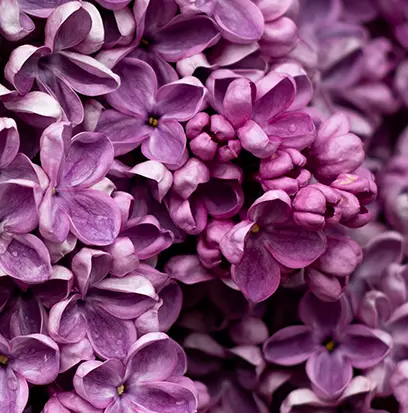 Compare to aroma ENGLISH LILAC BLOOMS by AFI ® F50371