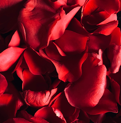BLUSHING PETALS