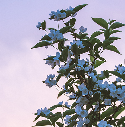 Compare to aroma SENSUAL JASMINE by AFI ®