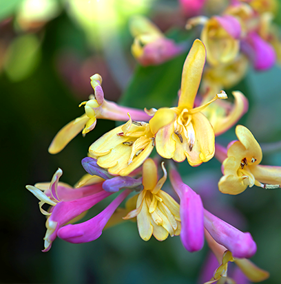 Compare to aroma HONEYSUCKLE JASMINE by AFI ®