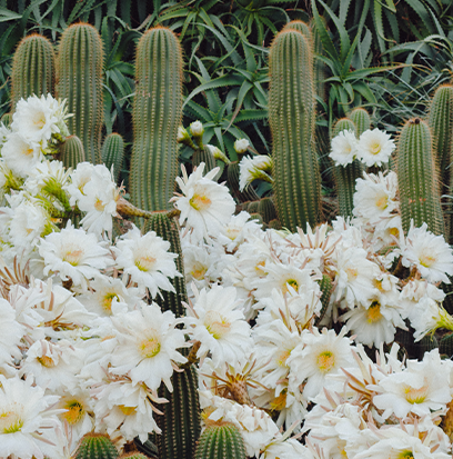 BLOOMING CACTUS AND ALOE