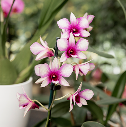 Compare to aroma WILD ORCHID by Yankee Candle ®