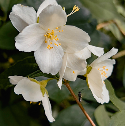 JASMINE & CEDAR