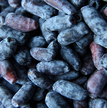 BLUE HONEYBERRY